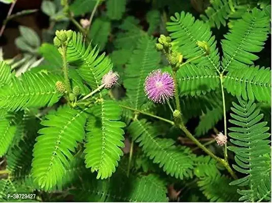 The Entacloo ShamiJand Plant ShamiProsopis cineraria Lucky Plant With Pot r-thumb0