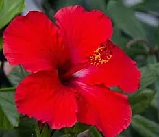 The Entacloo Hibiscus Plant Red hibiscus plant-thumb1