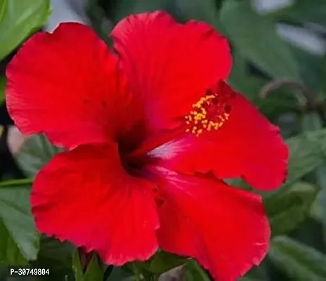 The Entacloo Hibiscus Plant Red hibiscus plant-thumb2