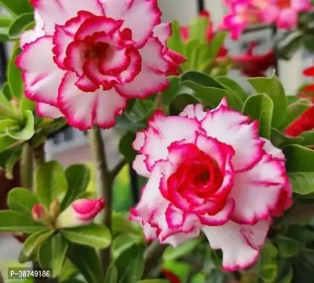 The Entacloo Adenium Plant Thai Brilliant Rosy Adenium Plant-thumb2