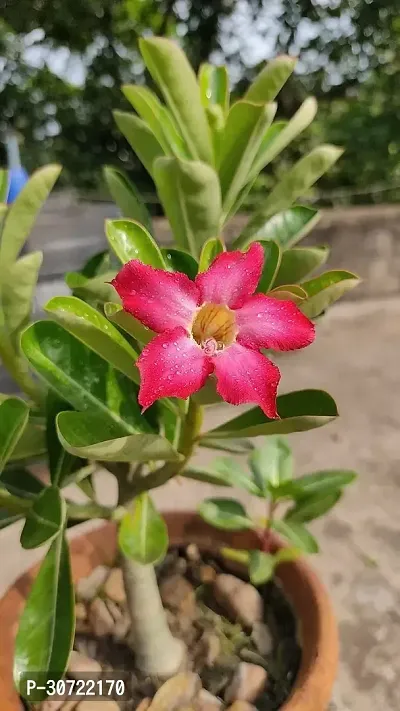 The Entacloo Adenium Plant ADENIUM PLANT AAWW45-thumb2