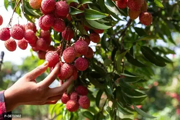 The Entacloo Litchi Plant Lichi Fruit Tree Plant-thumb2