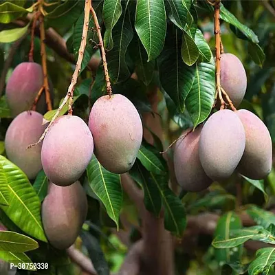 The Entacloo Mango Plant Mangifera Indica Mango Aam-thumb0