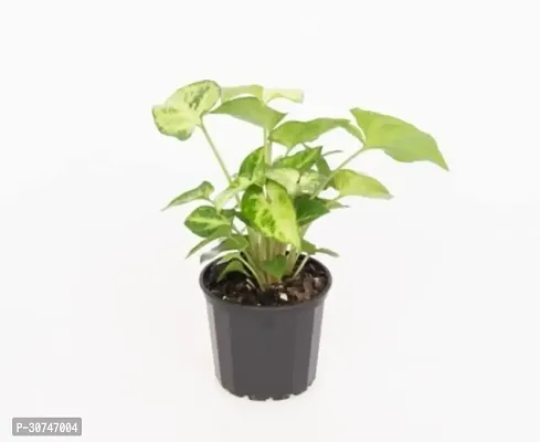 The Entacloo Syngonium Indoor Plant for Home Air Purifying with Pot. syn_04-thumb0