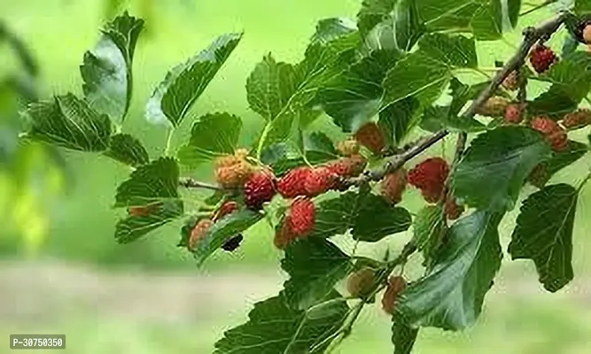 The Entacloo Berry Plant MULBERRY PLANT OOI-thumb0