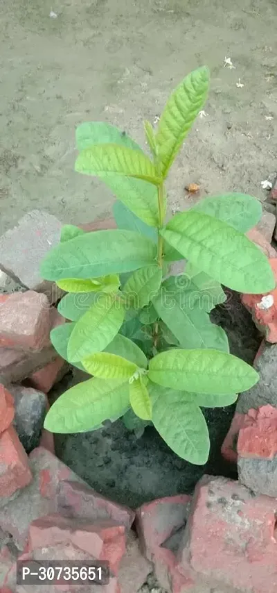 The Entacloo Guava Plant GUAVA CHILD PLANT-thumb0