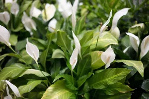 The Entacloo Lily Plant White Peace Lily Spathiphyllum Live Plant (Set Of 1)-thumb2