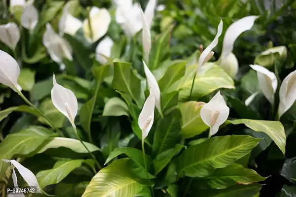 The Entacloo Lily Plant White Peace Lily Spathiphyllum Live Plant (Set Of 1)-thumb3