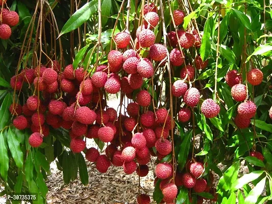 The Entacloo Litchi Plant Lichi Fruit Tree Plant-thumb0