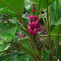 The Entacloo Banana Plant Banana Hybrid Plant-thumb1