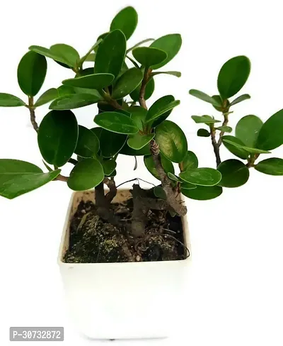 The Entacloo Ficus Plant Ficus bosai plant for home and garden decoration with pot-thumb2