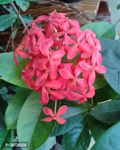 The Entacloo Trothic IxoraChethi Plant Trothic Ixora Chethi Red Plant Live Flower Disha-99967-thumb0