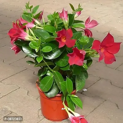 The Entacloo Mandevilla Plant mandevilla plant 786-thumb3