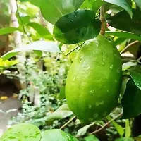 The Entacloo Lemon Plant Gandharaj Aroma king Lemon Fruit (Air layeredGrafted) Live PlantsTree-thumb1