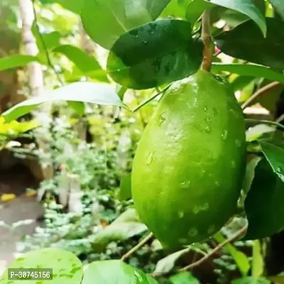 The Entacloo Lemon Plant Gandharaj Aroma king Lemon Fruit (Air layeredGrafted) Live PlantsTree-thumb2