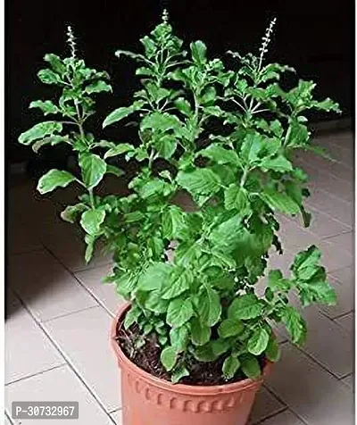 The Entacloo Tulsi Plant GFGH21-thumb0