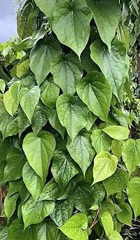 The Entacloo Betel Leaf Plant pan5-thumb1