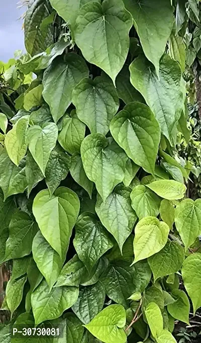 The Entacloo Betel Leaf Plant pan5-thumb2