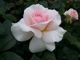 The Entacloo Rose Plant Pink White Climbing Rose Plant Perennial Flower Garden Decor Home 1 Grafted Live Plant-thumb2