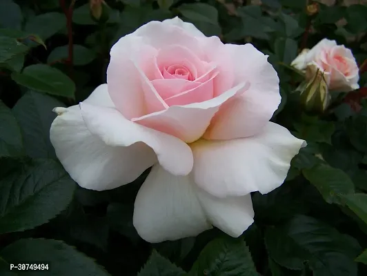 The Entacloo Rose Plant Pink White Climbing Rose Plant Perennial Flower Garden Decor Home 1 Grafted Live Plant-thumb3