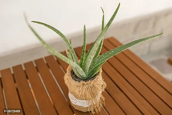 The Entacloo Aloe Vera Plant ALOE VERA PLANT-thumb0