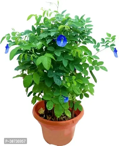 The Entacloo Aparajita Butterfly Pea Plant AparajitaButterfly-thumb0