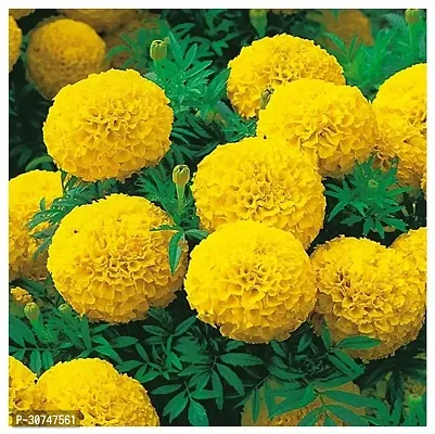 The Entacloo Marigold Plant Marigold Yellow Flower Plant-thumb0