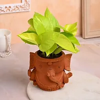 The Entacloo Money Plant Money Live Indoor Plant With Ganesha Shape Clay Pot For Home Decor-thumb1