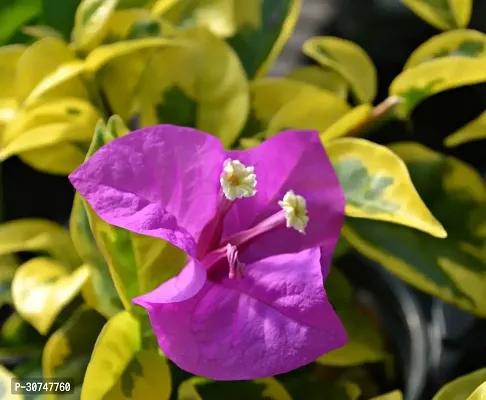 The Entacloo Bougainvillea Plant BAUGAINVILLEA FLOWER PLANT1-thumb0