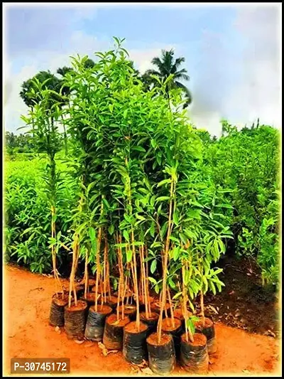 The Entacloo Rudraksha Plant VBB179-thumb0