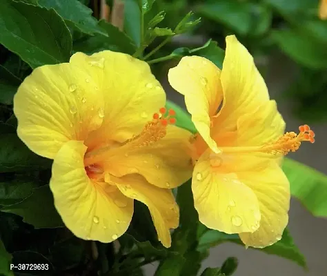 The Entacloo Hibiscus Plant Hibiscus Joba Yellow in Colour Live Plant Disha-2491-thumb0