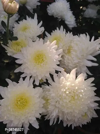 The Entacloo Chrysanthemum chandra mallika plant1-thumb0