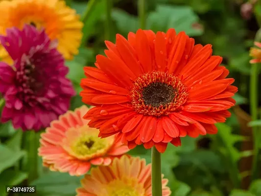 The Entacloo Gerbera Plant Cloud gerbera plant-thumb0