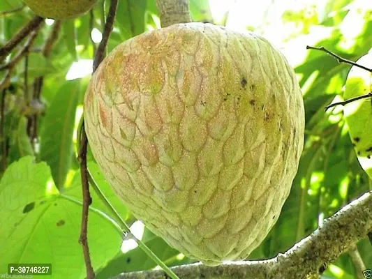 The Entacloo Custard Apple Plant Custard apple fruit plant Ca73-thumb0