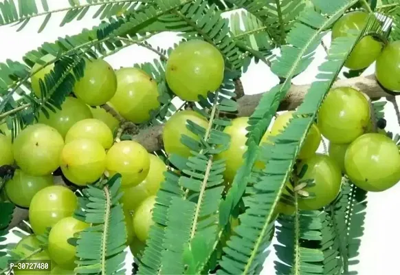 The Entacloo Amla Plant AmlaAmloki Fruit Plant-thumb0