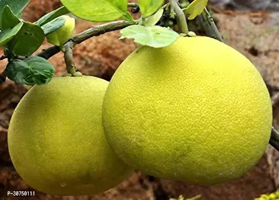 The Entacloo Pomelo Plant Pomelo Batabi Lebu Plant-thumb0