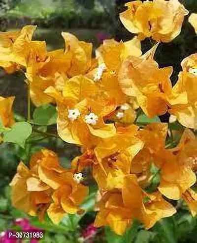 The Entacloo Bougainvillea Plant BOUGAINVILLEA 10QW