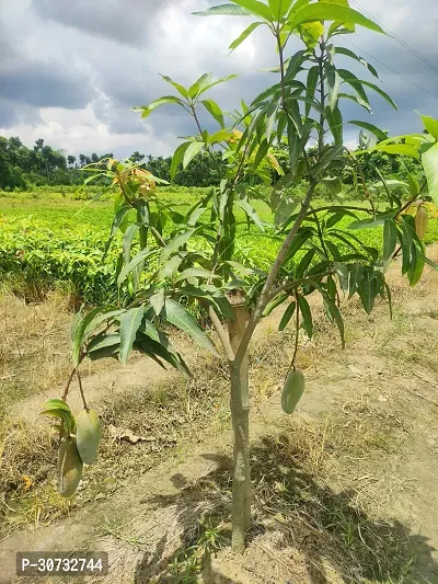 The Entacloo Mango Plant Yellow Banana Mango Plant-thumb0