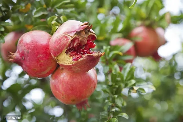 The Entacloo Pomegranate Plant POMEGRANATEBEDANA PLANTP81-thumb3