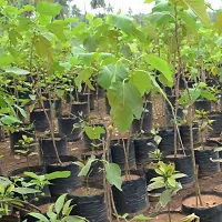 The Entacloo Ajwain Plant Red Israel Khurtmani Variety Fig Anjeer Fruit (Air layeredGrafted) Live PlantsTree(11.5 Ft Size)-thumb1