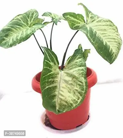 The Entacloo Syngonium Plant EVmsyg1-thumb0