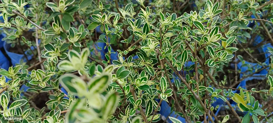 The Entacloo Serissa Hedge Plant SNOW ROSESERISSA HEDGE PLANT-thumb3