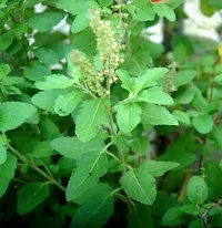 The Entacloo Tulsi Plant TULSI PLANT FJFU569-thumb1