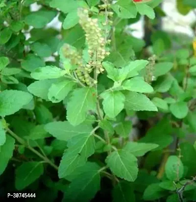 The Entacloo Tulsi Plant TULSI PLANT FJFU569-thumb2