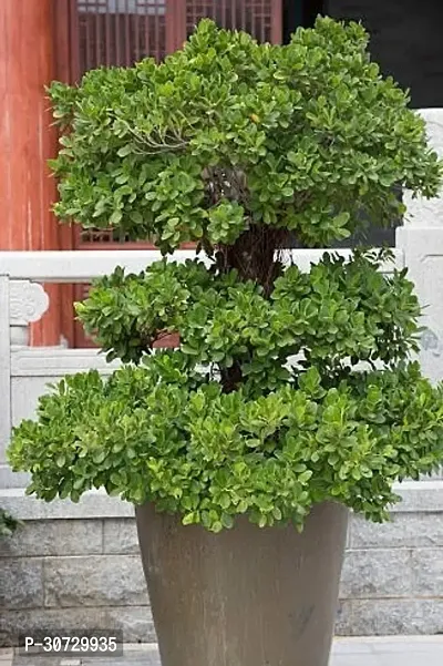 The Entacloo Ficus Bonsai Plant Ficus Bonsai plant-thumb0