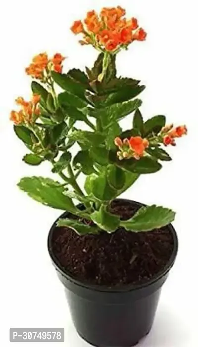 The Entacloo Kalanchoe Plant Kalanchoe Plant ( AFRICAIN )-thumb0