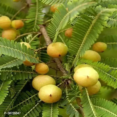 The Entacloo Amla Plant Grafted Live Amla Indian Gooseberry Phyllanthus Emblica Nelli Amlika Usiri 1 Live Plant-thumb0