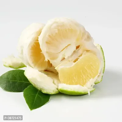 The Entacloo Lemon Plant Seasonal lemon203-thumb0