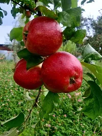 The Entacloo Apple Plant Red apple plant11-thumb1