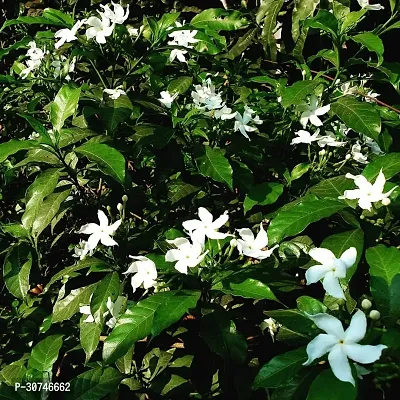 The Entacloo Jasmine Plant Jasmine Crepe Jasmine Chinese Tagor Night Blooming Jasmine Plant Disha000104333-thumb0